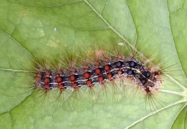 5月虫害高发期，园林植物常见的几种食叶类害虫及除虫方法- 苗木